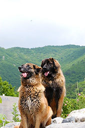 dogs of Canadian Village