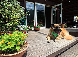 テラスでくつろぐ犬