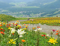 白馬岩岳ゆり園&マウンテンビュー