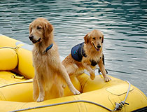 ペットも楽しめるラフトピクニック