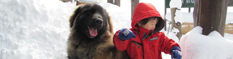 ワンちゃんと雪遊び